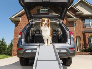 PetSafe Happy Ride Telescoping Dog Ramp Extends from 39-71 Inches No Slip High Traction Surface Collapsible and Locking for Easy Storage For Trucks, SUVs, and Cars Weighs Only 13 Pounds