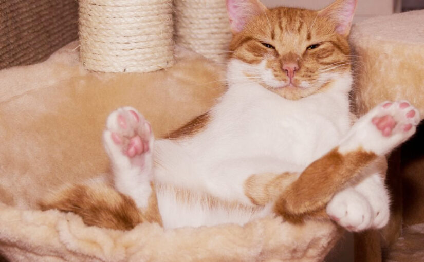 Bringing Home a Cat: The Good, the Bad, and What to Do