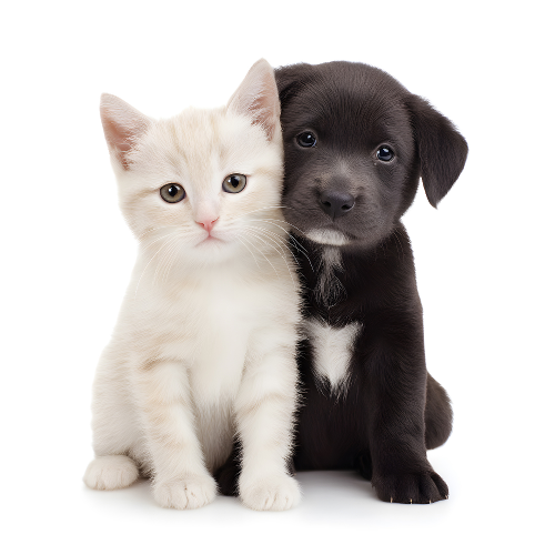 Where to Find Your First Puppy or Kitten