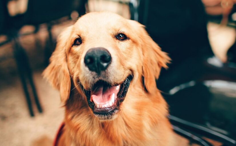 Things to Get for Your First Dog: Essential Supplies