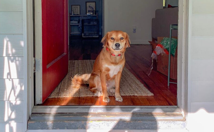 How to Introduce a New Dog to Your Home