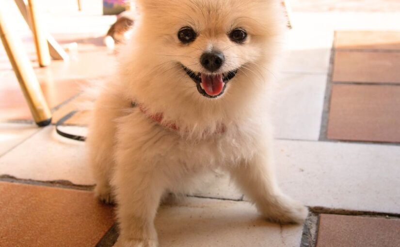 Bringing Home a Dog for the First Time: Beginner’s Guide