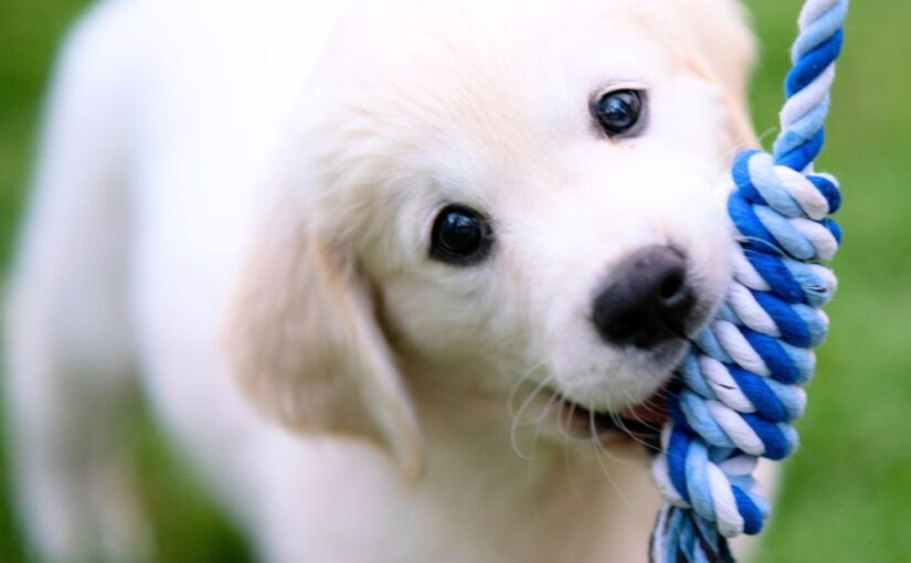 What to Get With a New Puppy: Essential Supplies