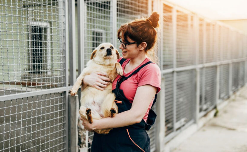 Why Adopting a Pet Is Better Than Buying: Save a Life