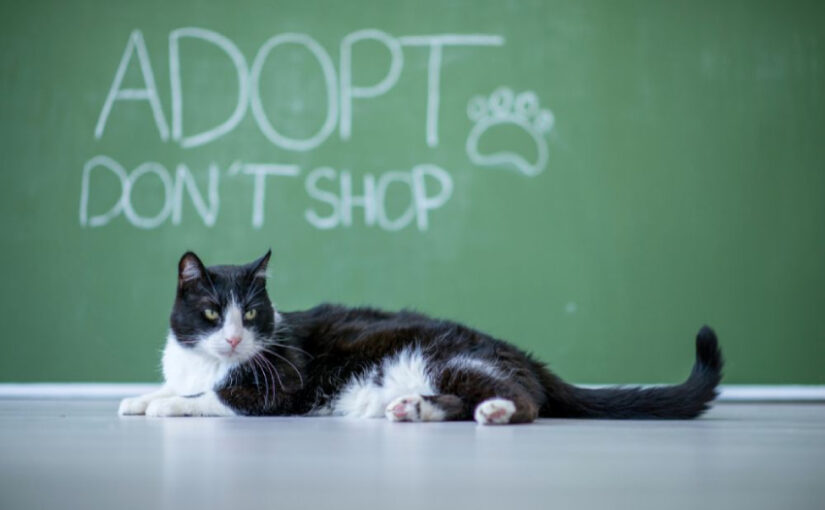 What Does It Mean to Adopt a Cat: What to Expect