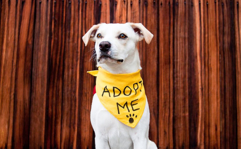 What Does It Mean to Adopt a Dog: What to Expect