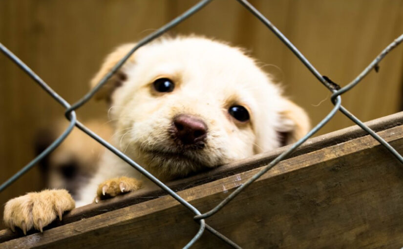 What Does It Mean to Adopt a Puppy: What to Expect