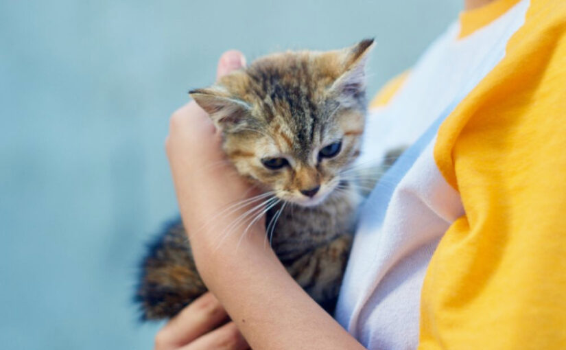 Adopting a Kitten: What Every New Owner Should Know