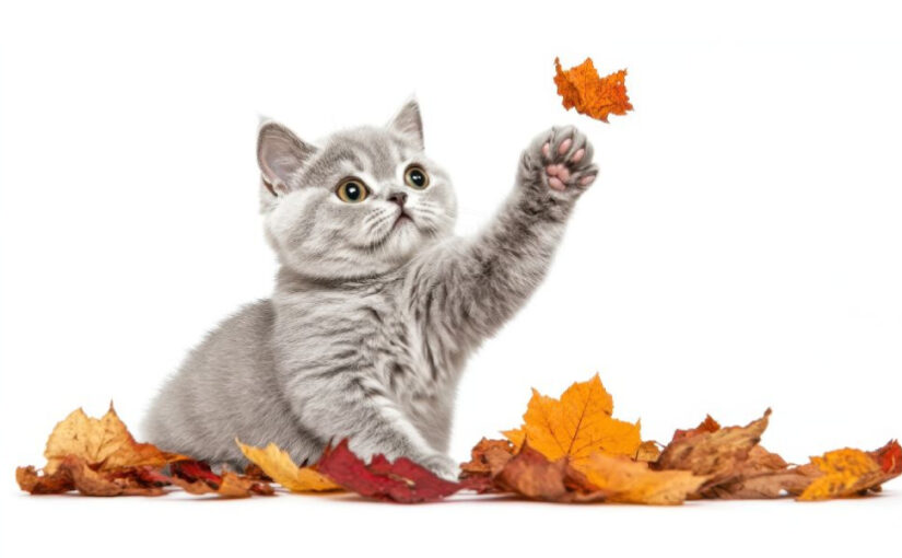 What Does It Mean to Foster a Kitten: What to Expect