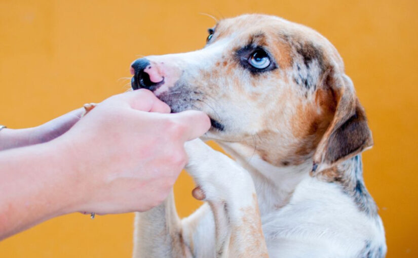 What Is the 3 3 3 Rule for Dogs? Adopting Made Easy