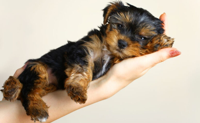 Foster a Puppy: Give Love, Save a Life