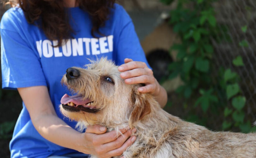 What Does It Mean to Foster a Dog: Save a Life Today