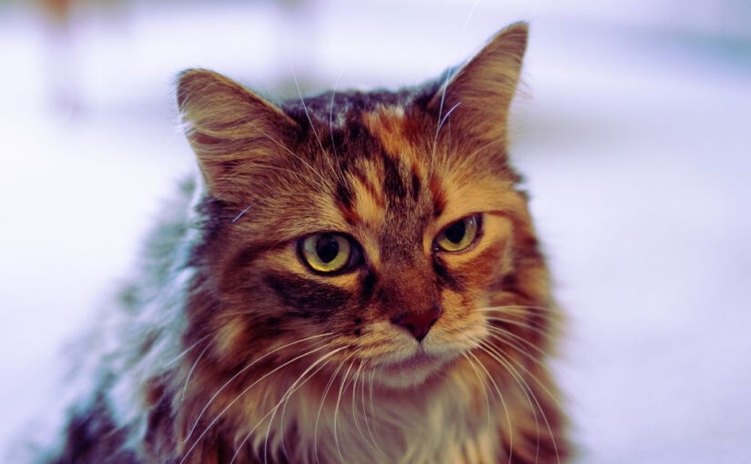 Fostering a Senior Cat: Love Them Through Their Sunset