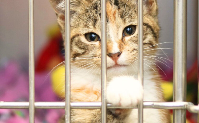 What Does It Mean to Foster a Cat: What to Expect