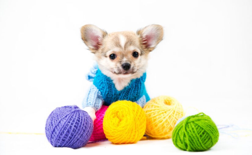 Puppy to Dog: From Floppy Ears to Zoomie Pro