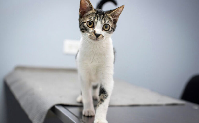 Vaccines Cats Need: Don’t Miss These Essentials