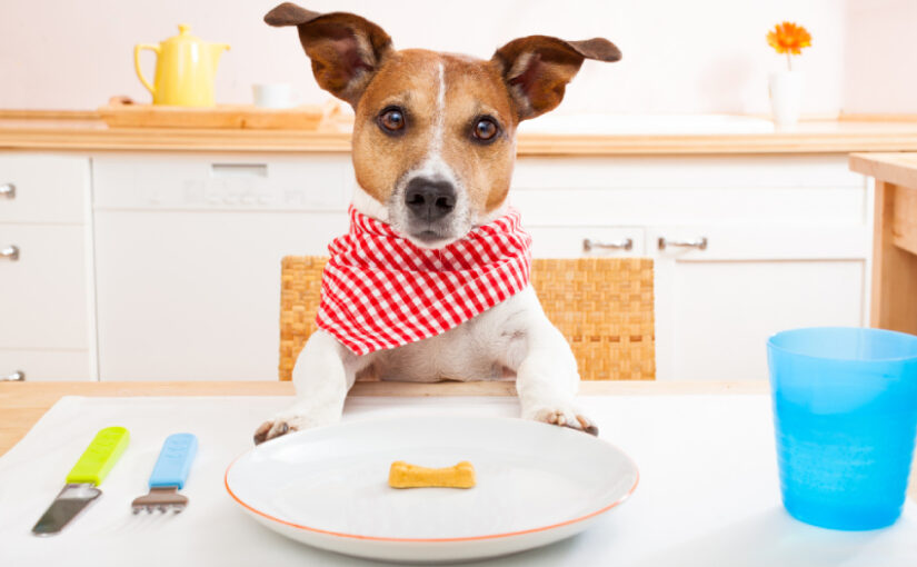At What Age Can Puppies Eat Human Food? Know This First
