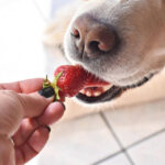 What to Feed Your Dog Instead of Dog Food: Safe Options