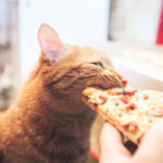 What Can Cats Eat Instead of Cat Food—Safe Picks