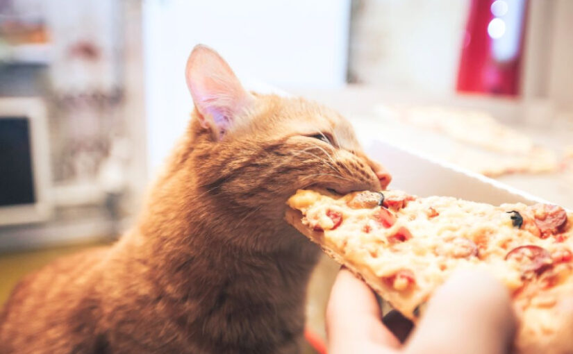 What Can Cats Eat Instead of Cat Food—Safe Picks