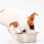 How Often Should You Feed a Puppy? Age Guide