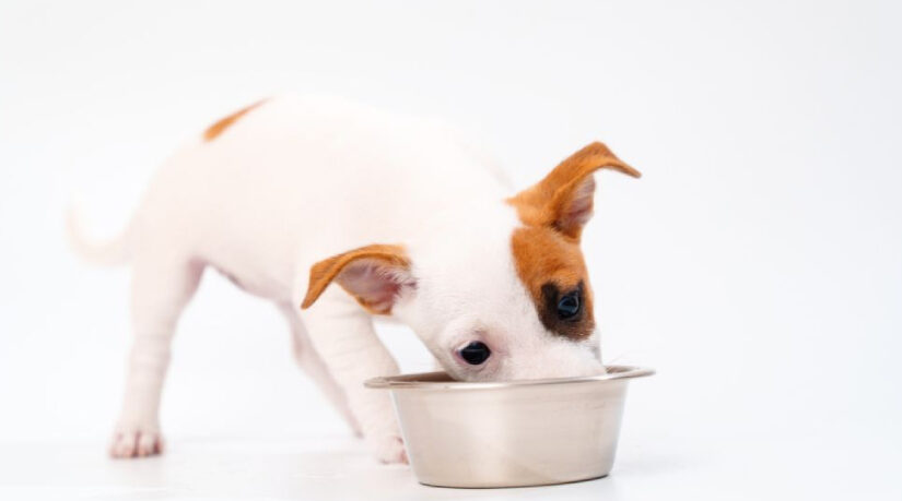 How Often Should You Feed a Puppy? Age Guide
