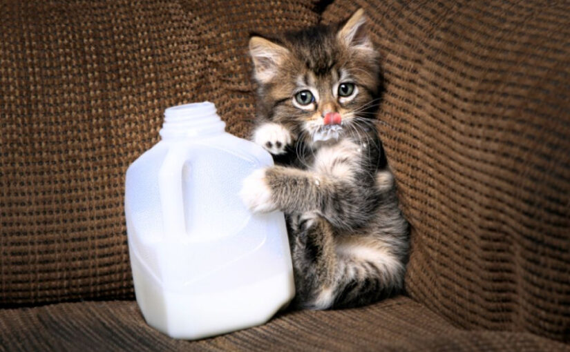 Should Cats Drink Milk? Myths vs. Facts