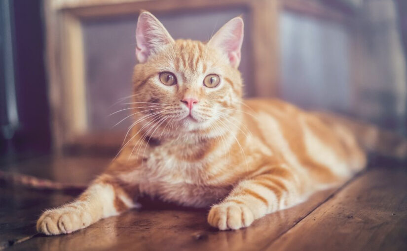 What is the 3-3-3 Rule for Cats?