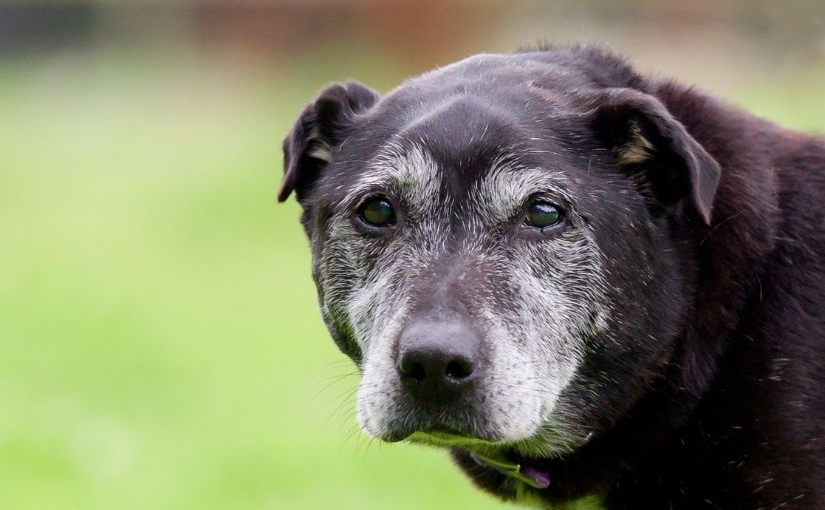 Healthiest Dog Treats for Senior Dogs: Soft, Safe, Delicious