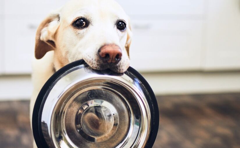 Adult Dog: Best Foods to Keep Them Healthy
