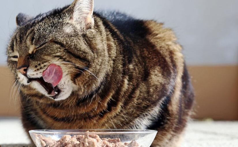 Adult Cat: Best Foods to Keep Them Healthy