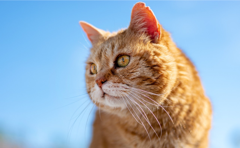 Elderly Cats: Best Treats for Healthy Aging