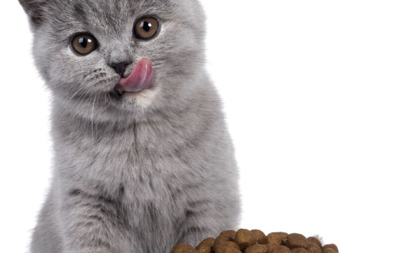 New Kitten: What to Feed for Healthy Growth