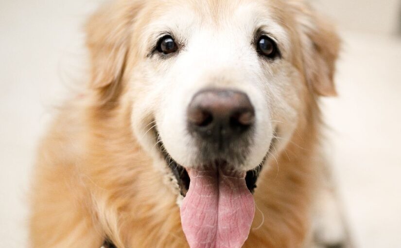 Senior Dog: Best Foods to Keep Them Healthy