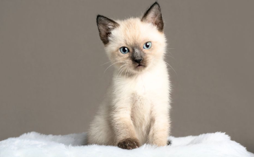 Top Kitten Treats: Healthy Snacks for Happy Kitten