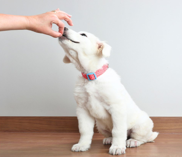 Vet Approved Puppy Treats – Love at First Bite!