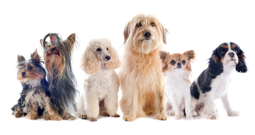 Dogs by Breed: Info, Care & Tips for Every Owner