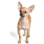 Chihuahua Dog Breed Info
