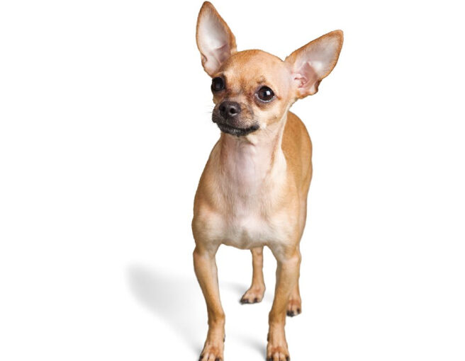 Chihuahua Dog Breed Info