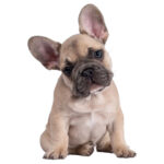 French Bulldog Breed Information