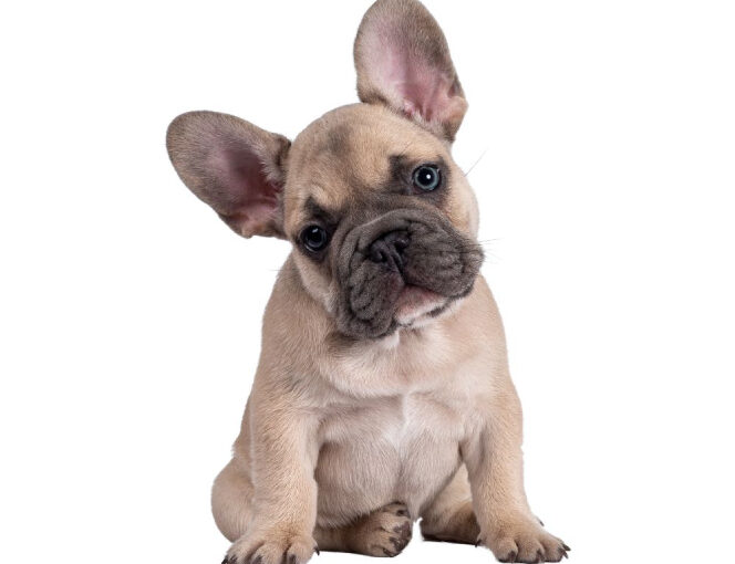 French Bulldog Breed Information