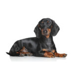 Dachshund Breed Information