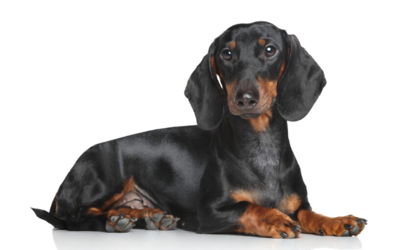 Dachshund Breed Information